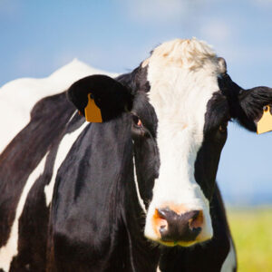 How To Treat Milk Fever In Cows Image